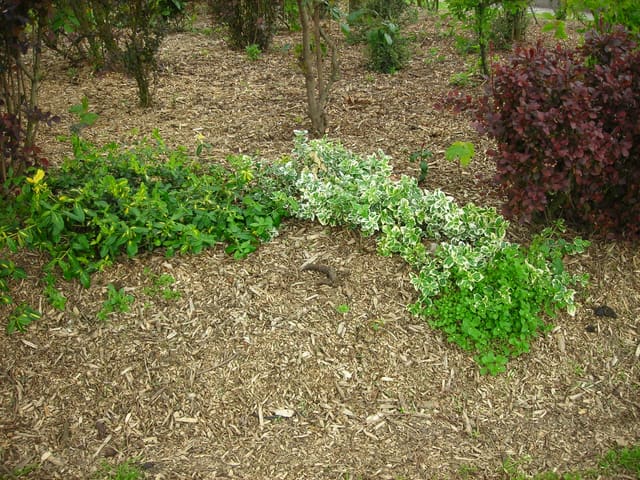 Freshly mulched garden beds with crisp edging along a green lawn